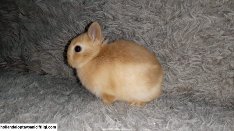 Netherland Dwarf Tavşanı