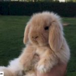 hollanda lop tavşanı