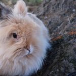 Angora Tavşanı