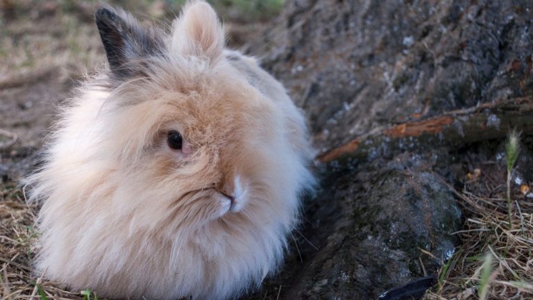 Angora Tavşanı