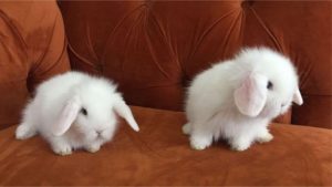 Read more about the article Cüce Tavşan Beslemeye Başlamadan Önce Bilinmesi Gerekenler