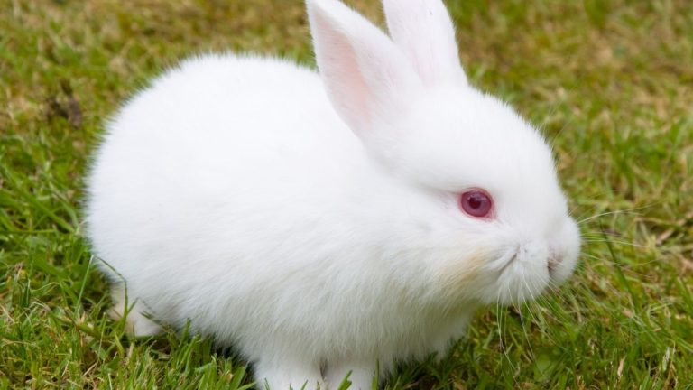 albino tavşan
