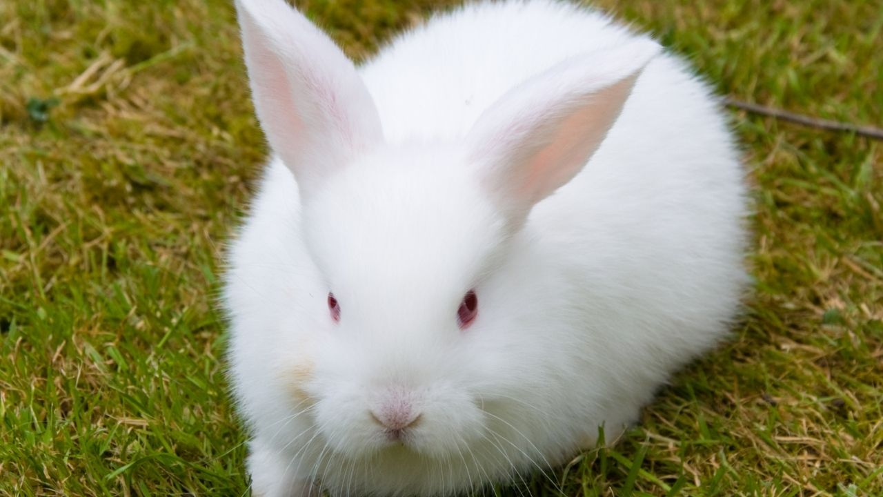 albino tavşan bakımı