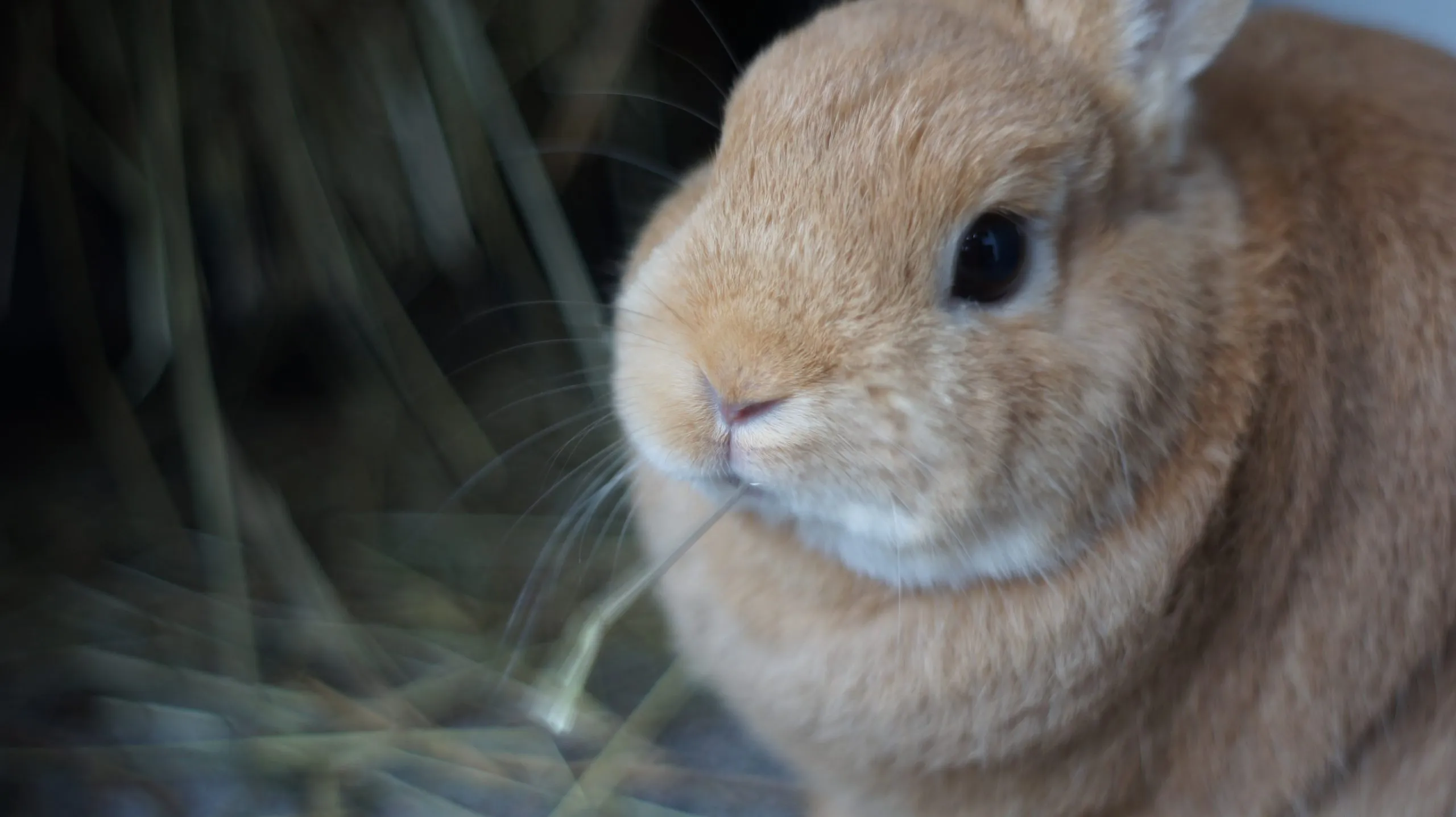 Netherland Dwarf Cüce Tavşanı Kaç TL? 2025!