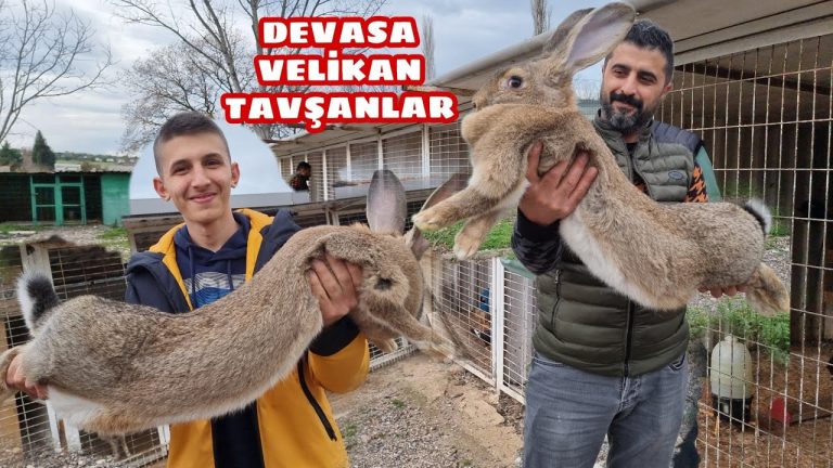Dev Velikan Tavşanı Fiyatı 2025!
